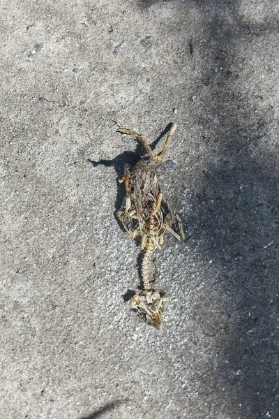 Dead skeleton of a chick on the concrete — Stock Photo, Image