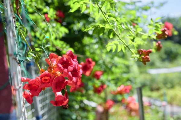 Kampsis çiçeği güneşte yukarıdan sarkan kırmızı pembe