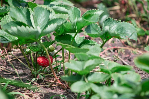 Arbusto de morango vermelho sob o sol perto — Fotografia de Stock