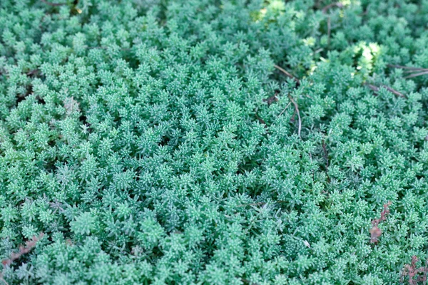 Διακοσμητικό χόρτο ερυθρελάτη, sedum, αρκεύθου οριζόντια πράσινο φόντο — Φωτογραφία Αρχείου