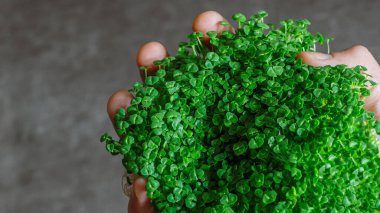 yeşil chia filizleri Gri arka planda bir adamın elinde