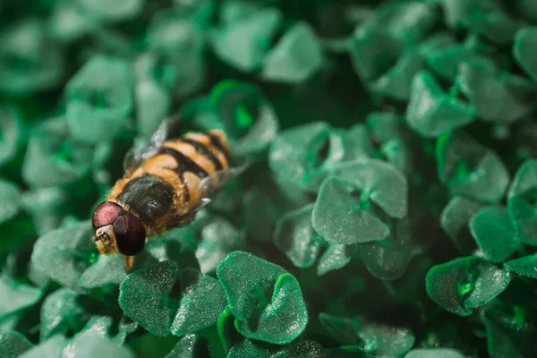 Hoverfly em brotos verdes de chia de perto — Fotografia de Stock