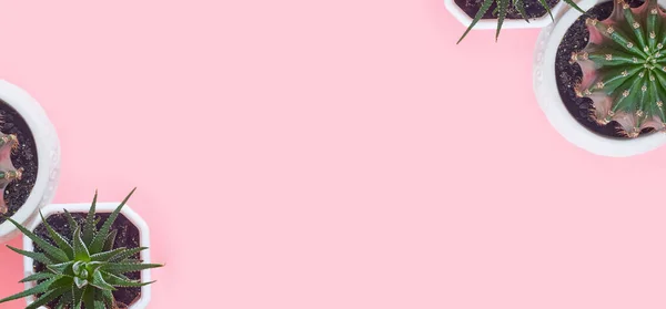 Banner de cactus sobre un fondo rosa pastel, copyspace, diseño — Foto de Stock