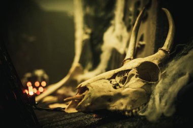 Cadılar Bayramı dekorasyonu için örümcek ağları geyik Kafatası