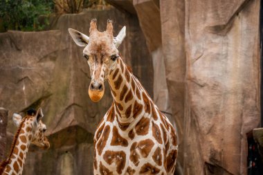 Hayvanat bahçesinde Lovely Genç Bebek Zürafa