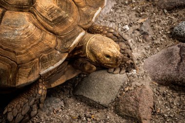 Büyük kaplumbağalar yerde sürünüyor