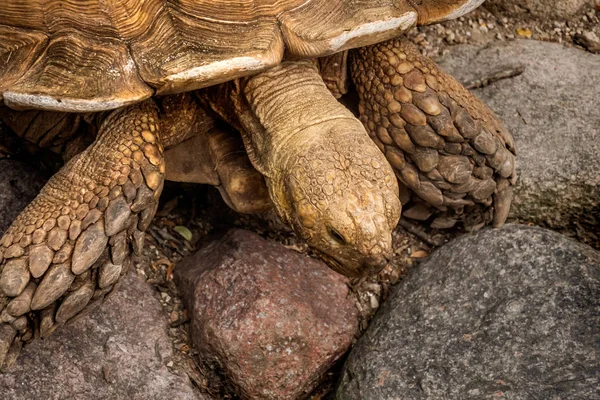 De grandes tortues rampent sur le sol — Photo