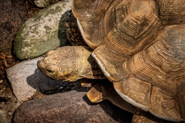De grandes tortues rampent sur le sol — Photo