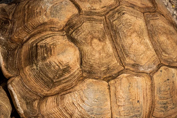 Grande tartaruga shell padrão fundo e textura — Fotografia de Stock