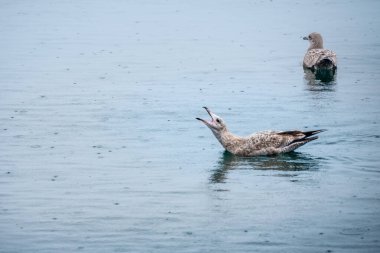 Suda yüzen martılar yiyecek istiyor.