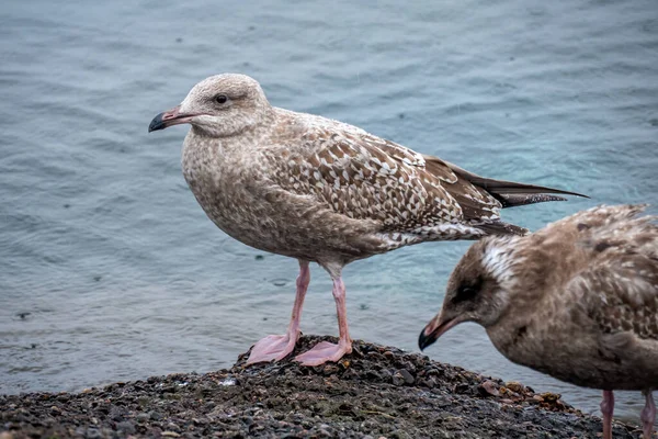 Seagul Debout sur la plage de galets par l'eau — Photo