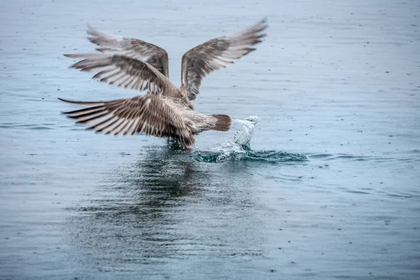 Gaviotas peleando en el agua por restos de comida — Foto de Stock