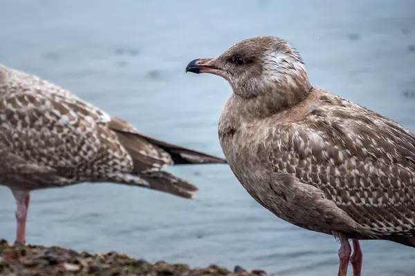 Seagul Standing on the pebble beach by water — Stock Photo, Image