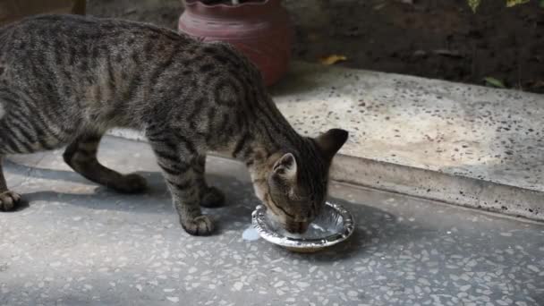Cute Black Baby Kitten Feeding Bowl — Stock Video