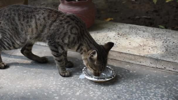 Schattig Zwart Baby Kitten Voeden Bij Kom — Stockvideo