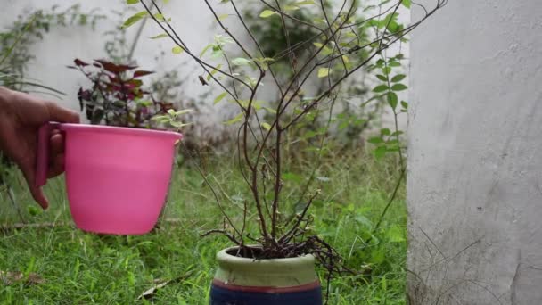 若い植物と緑の葉の背景を散水農家の手 — ストック動画