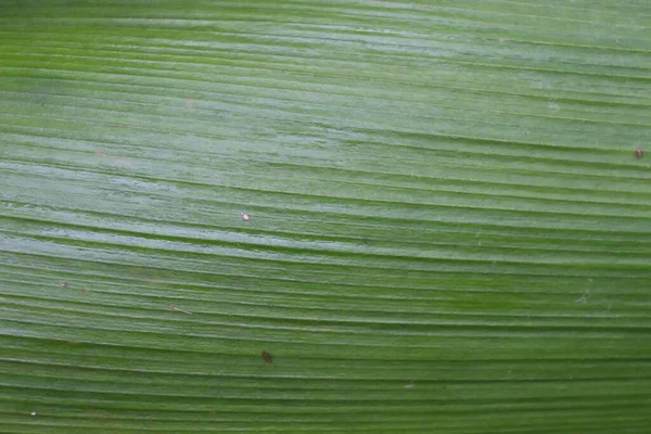 Legno Verde Scuro Texture Naturale Sfondo — Foto Stock