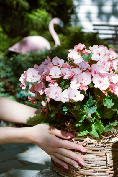 Girl gives flowers a basket with pink begonias.
