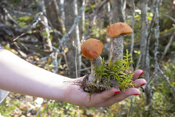 Birch boletus mushrooms in a woman\'s hand.
