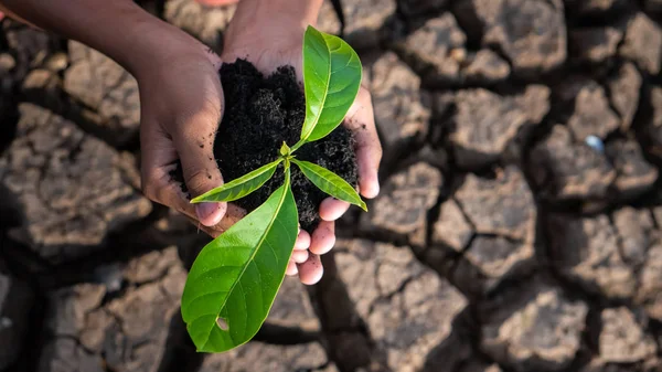 Manos sosteniendo un árbol creciendo en tierra agrietada. calentamiento global t — Foto de Stock