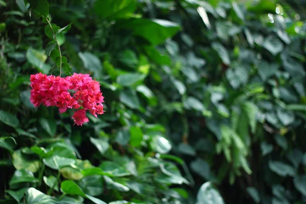 Little Red Flower Green — Stock Photo, Image