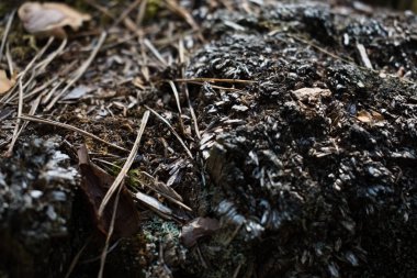 Soyut fotoğraf, ormanda rastgele çekim.