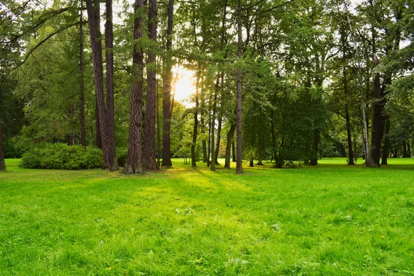 Güneş ışığı, ağaçların uzun gövdelerinden doğar..