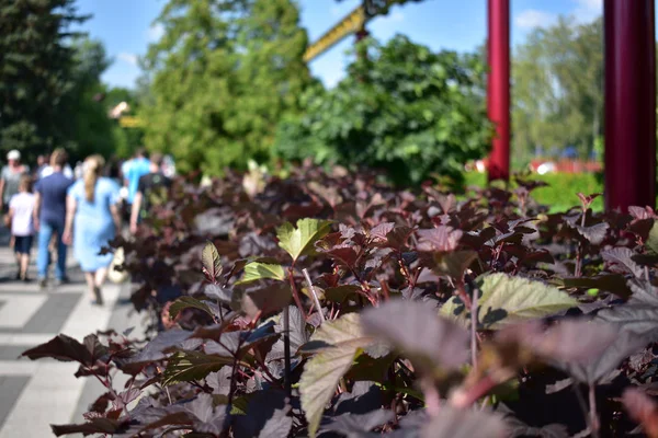 Hermosa Planta Con Hojas Granate Púrpura Contra Árboles Verdes — Foto de Stock