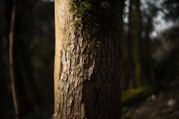 Бархатистый Глядя Ствол Дерева Золотисто Коричневый Цвет — стоковое фото