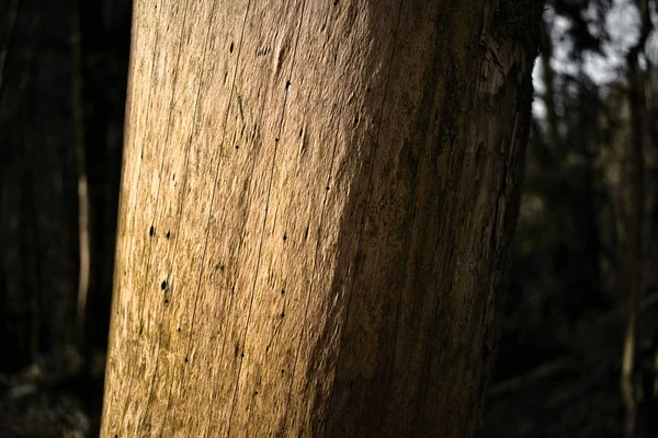 Бархатистый Глядя Ствол Дерева Золотисто Коричневый Цвет — стоковое фото