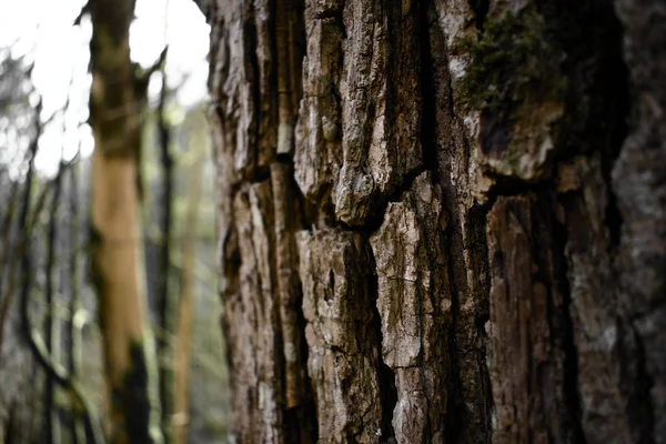Corteccia Vecchio Albero Vecchi Alberi Nel Parco Sole — Foto Stock