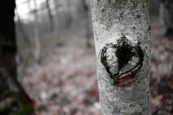 Серебристо Белый Ствол Дерева Ростом Виде Сердца — стоковое фото
