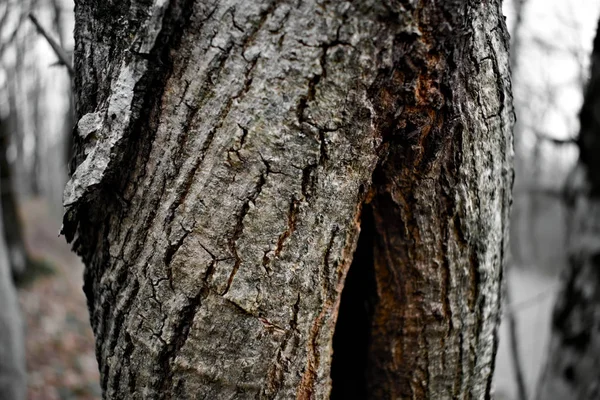 茶色の縦の毛の付いている古い木の灰色の白い樹皮 — ストック写真