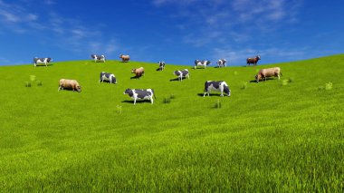 Herd of mottled dairy cows graze on the open meadow covered with fresh green grass at sunny spring day. Countryside landscape 3D illustration from my own 3D rendering file. clipart