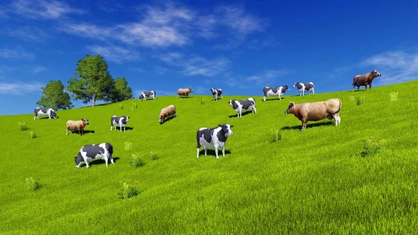 Φυσικό Ανθισμένο Τοπίο Ένα Κοπάδι Από Στίγματα Γαλακτοφόρες Αγελάδες Που — Φωτογραφία Αρχείου