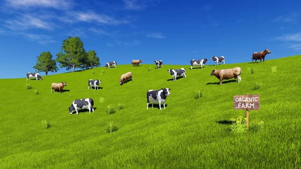 Paisagem Rural Com Sinal Madeira Fazenda Orgânica Rebanho Vacas Leiteiras — Fotografia de Stock