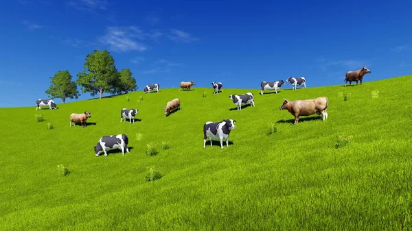 Herd Mottled Milk Cows Graze Green Farm Grassland Blue Sky — Stock Photo, Image