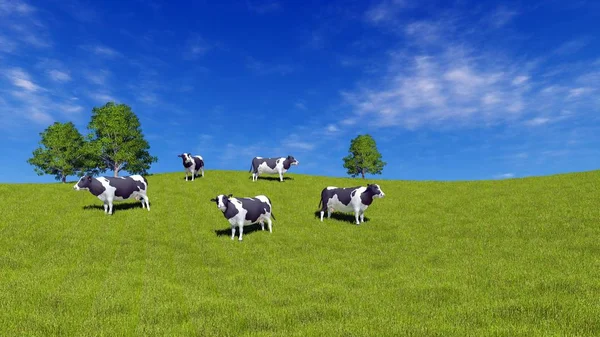 Mottled Milk Cows Graze Open Meadow Covered Fresh Green Grass — Stock Photo, Image