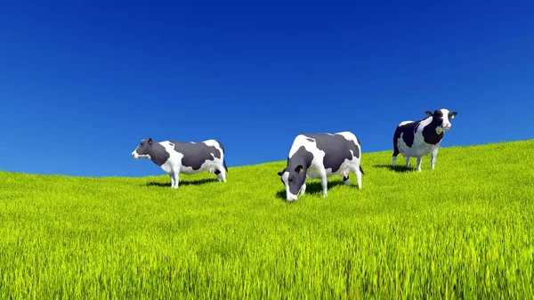 Mottled Dairy Cows Graze Farm Meadow Covered Fresh Green Grass — Stock Photo, Image