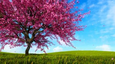 Sakura kiraz ağacında bir tepe üzerinde tam çiçeği taze yeşil çim ve ağır çekimde açık bahar gününde düşen pembe çiçek yaprakları ile kaplı. 4 k'dan fazla işlenen gerçekçi 3d animasyon