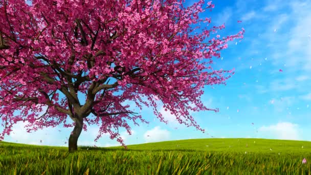 丘の上の桜の木は 新鮮な緑の草や明確な春の日のスローモーションでピンクの花の花びらで覆われています でレンダリングされる現実的な アニメーション — ストック動画