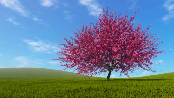 Paysage Printanier Avec Seul Cerisier Sakura Pleine Floraison Sur Champ — Video