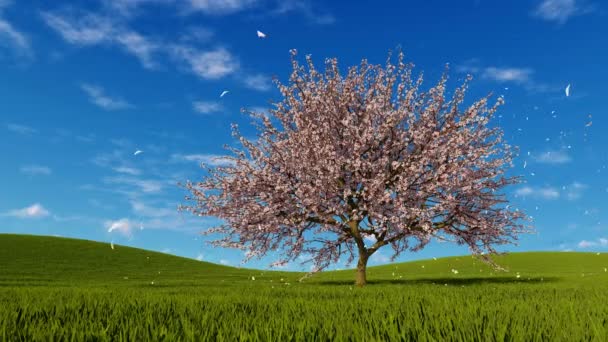 春天的风景与单一的樱花樱桃树在盛开和花瓣从树上缓慢地在新鲜的绿色草地上落下 春天季节现实3D 动画渲染在4K — 图库视频影像