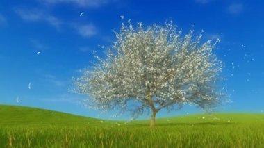Bir alan üzerinde tam çiçeği tek sakura kiraz ağacında, Bahar yatay yeşil çim ve çiçek yaprakları ağır çekimde düşen kaplı. 4 k'dan fazla işlenen ilkbahar sezon 3d animasyon