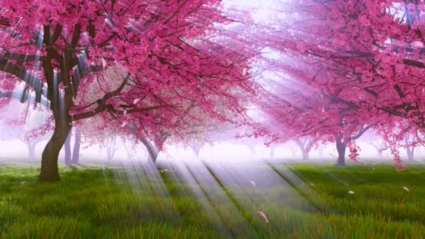 Blommande Sakura Cherry Orchard Basking Strålande Solljus Solens Strålar Lyser — Stockvideo