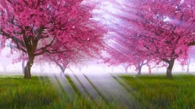 Huzurlu bahar sahne tam çiçeği, parlak güneş ışığı ve ağır çekimde düşmek Pembe çiçek yaprakları tadını çıkarma sakura kiraz ağaçlarıyla. 4 k'dan fazla işlenen ilkbahar sezon 3d animasyon