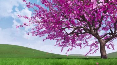 Güneşli bahar gününde taze yeşil çim ile kaplı bir tepelerde düşen pembe yaprakları ile tam çiçeği yemyeşil Sakura kiraz ağacının yakın çekim. 4k 'da işlenmiş Springtime dekoratif 3D animasyon