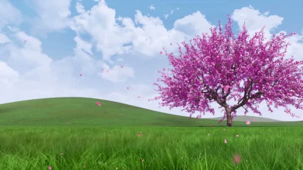 Één Roze Sakura Cherry Tree Volledige Bloei Met Dalende Bloem — Stockvideo