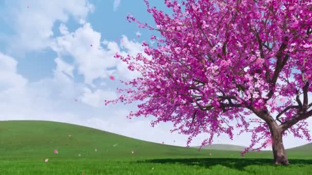 Weelderige Bloei Sakura Kersenboom Met Vallende Roze Bloemblaadjes Tegen Heldere — Stockvideo