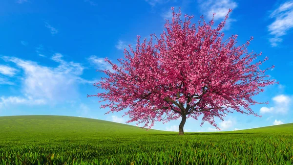 Sakura kiraz ağacında tam çiçeği ile manzara